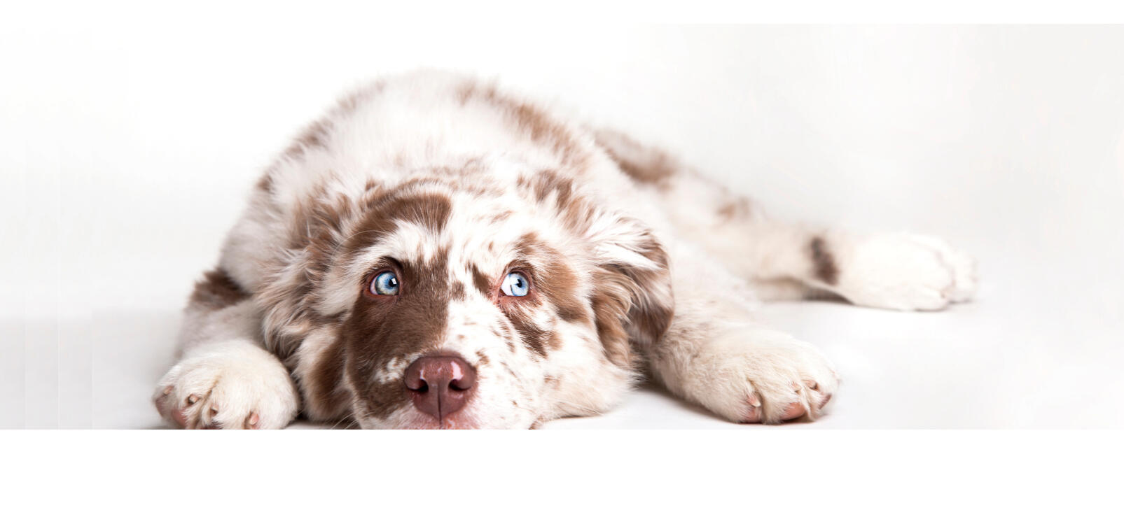 Perro acostad contemplando